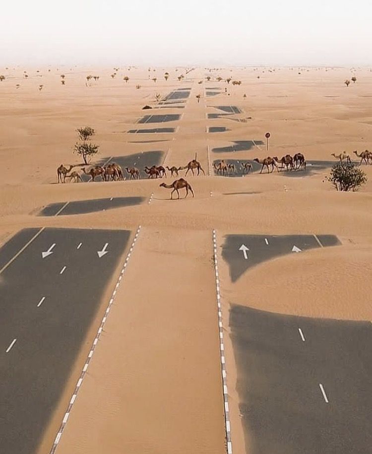 e1590752a59a50027e8d34fca84e9eee